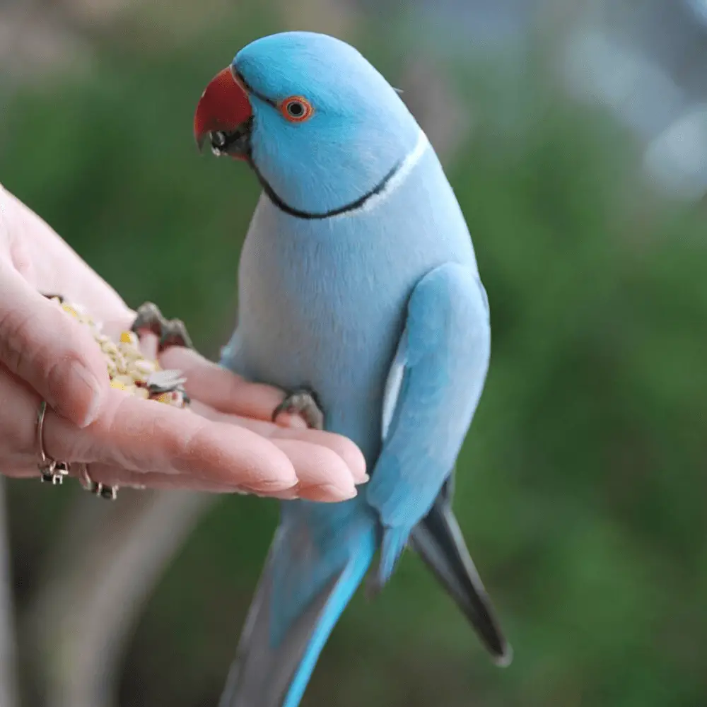 Indian ringneck parrot for adoption