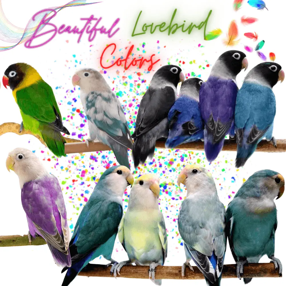 Lovebird colors