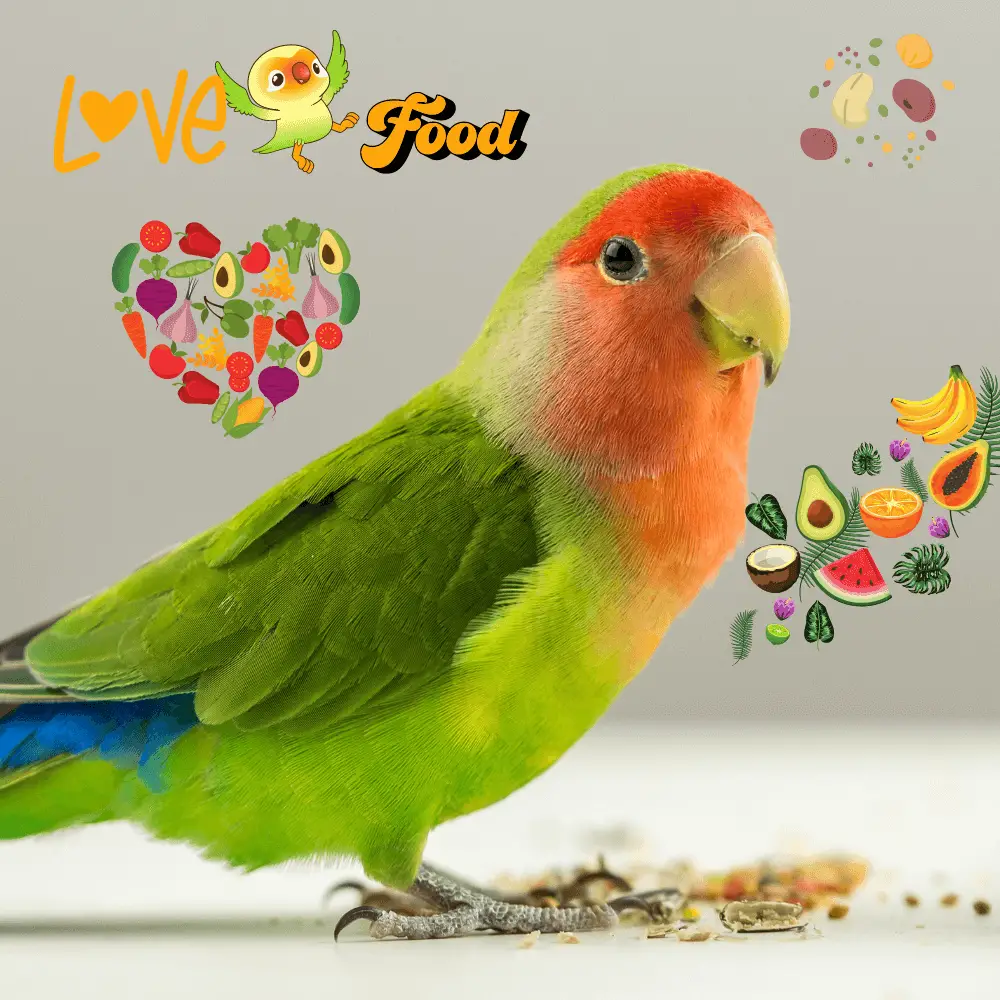 Lovebird food