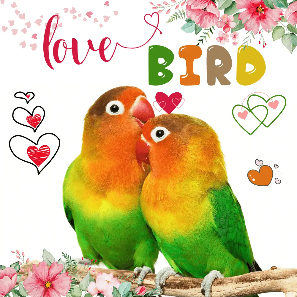 Lovebird