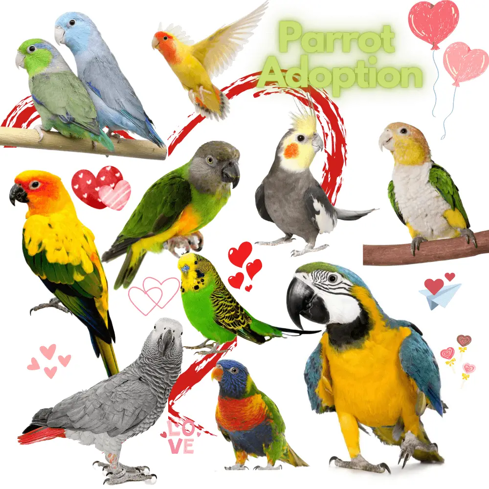 Parrot adoption