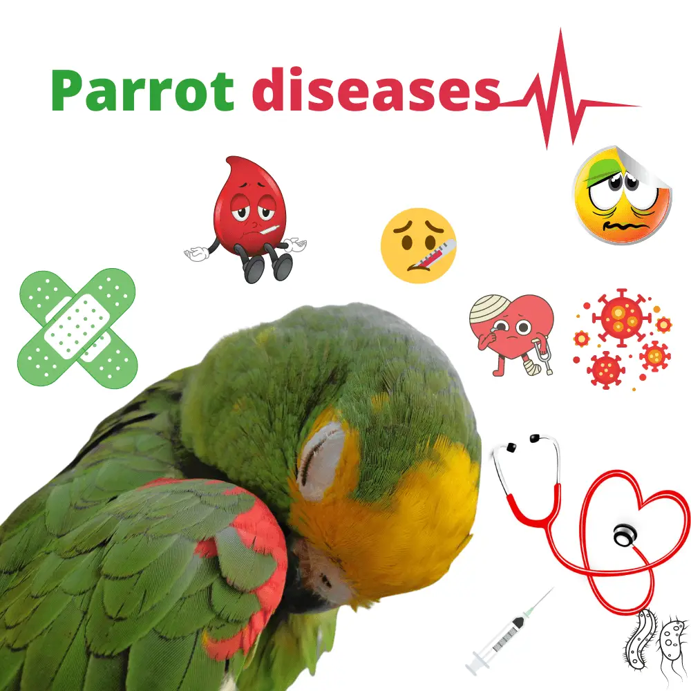 Parrot diseases