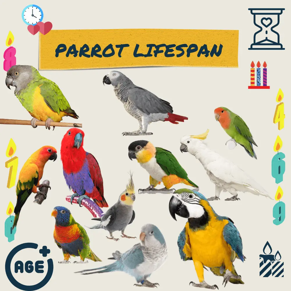 Parrot lifespan