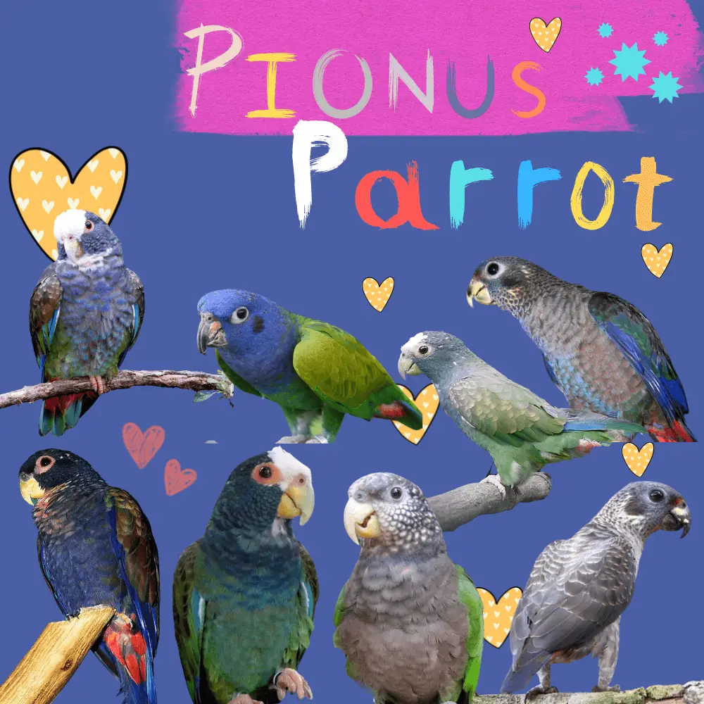 Pionus parrot