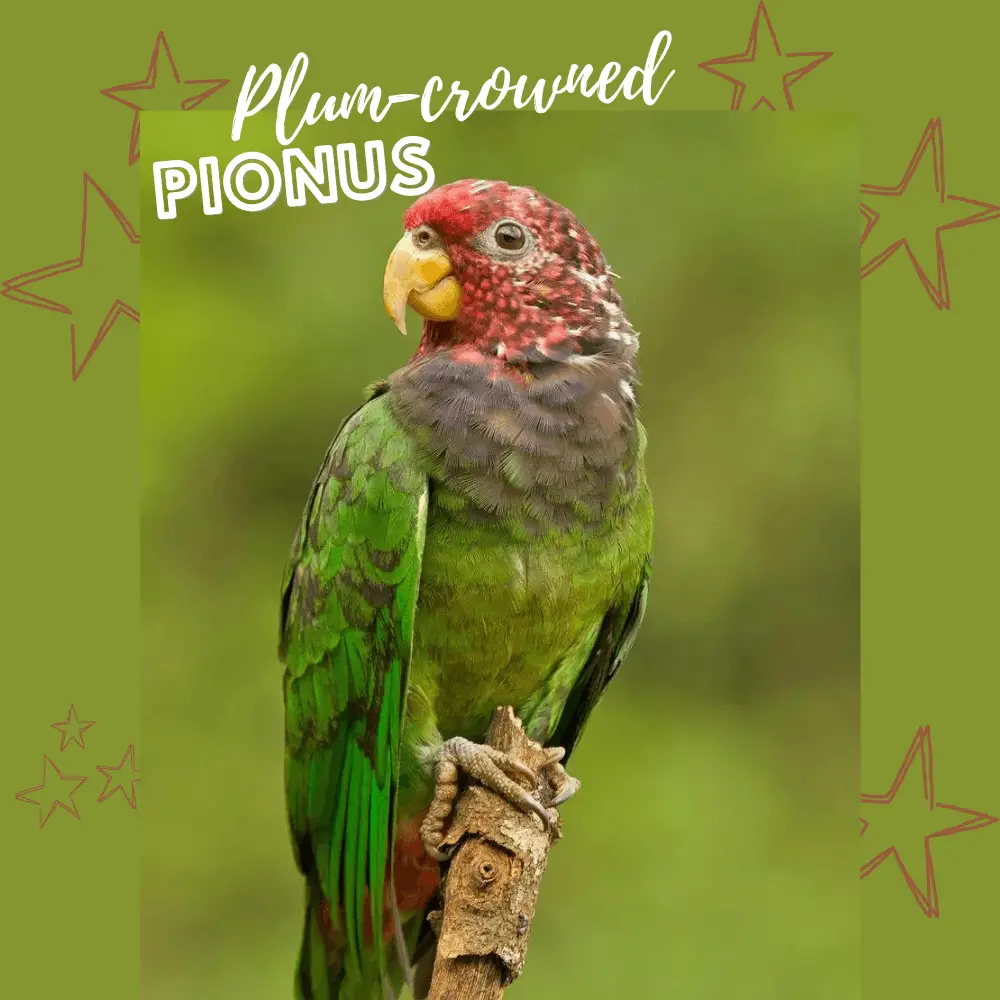 Plum-crowned parrot