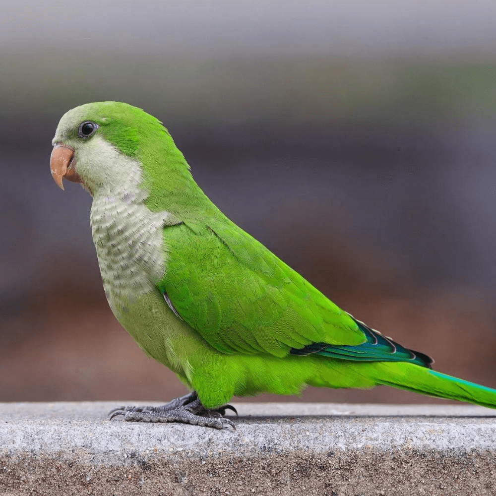 Monk parakeet - Quaker parrot Care food Training Size and Lifespan