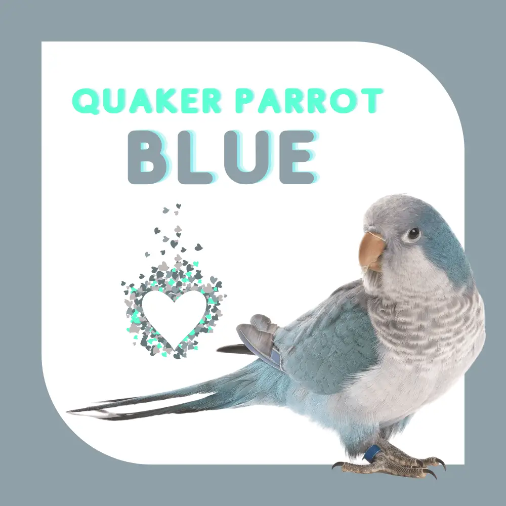Quaker parrot blue