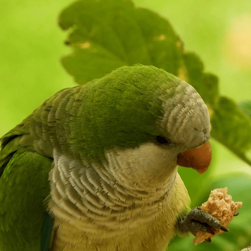 Quaker parrot food