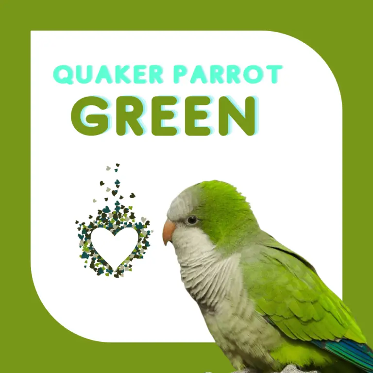 Quaker parrot Habitat Food Behavior Breeding and Mutations