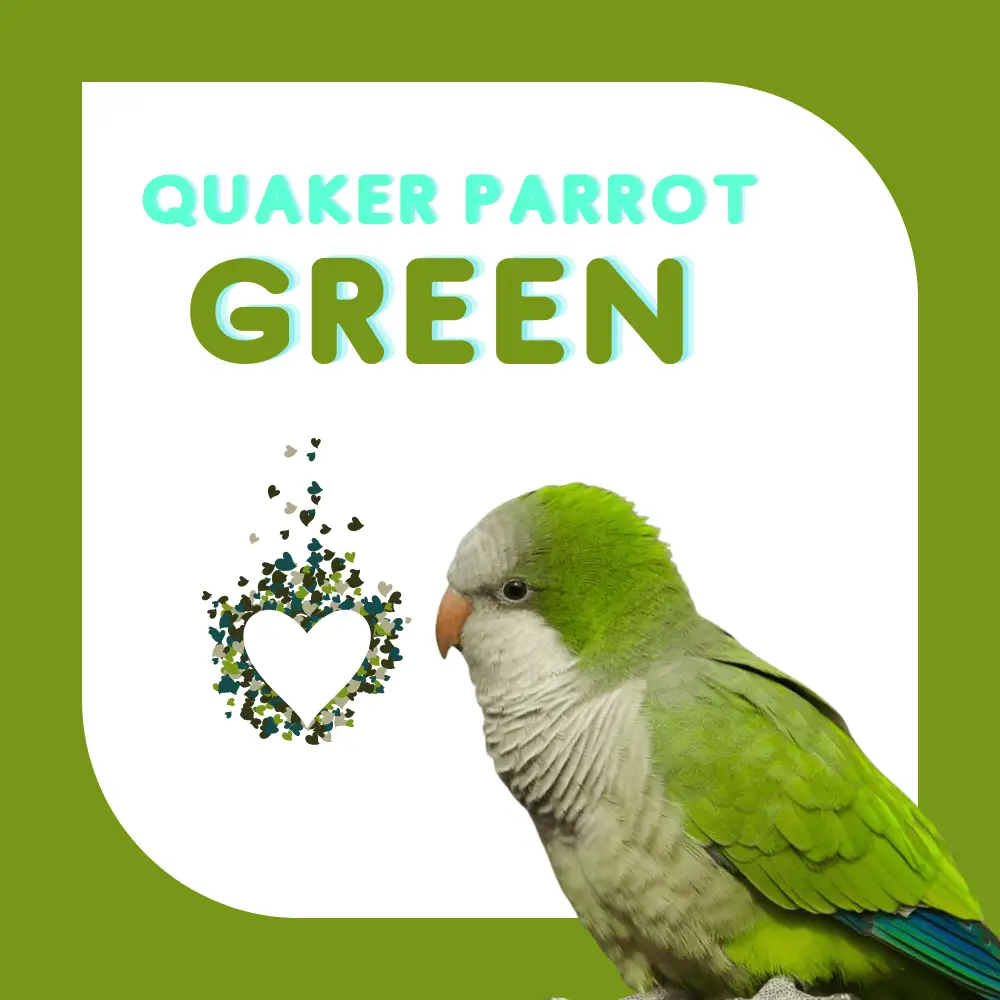 Quaker parrot green