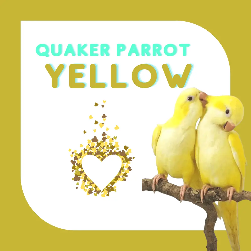 Quaker parrot yellow