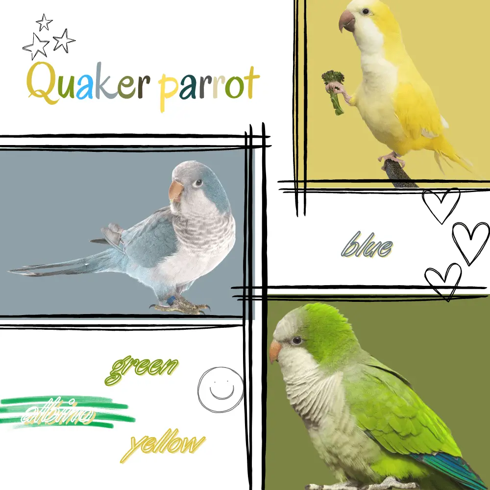 Quaker parrot Habitat Food Behavior Breeding and Mutations