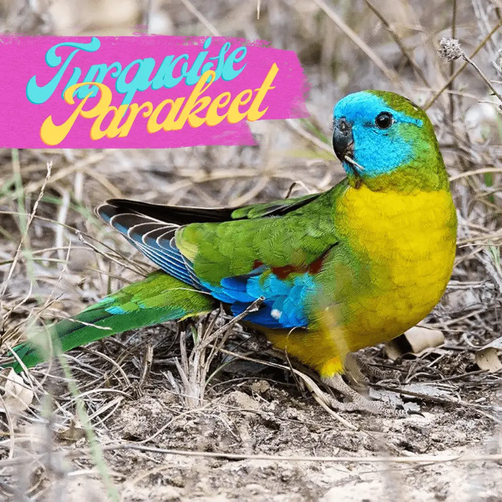 Turquoise Parakeet