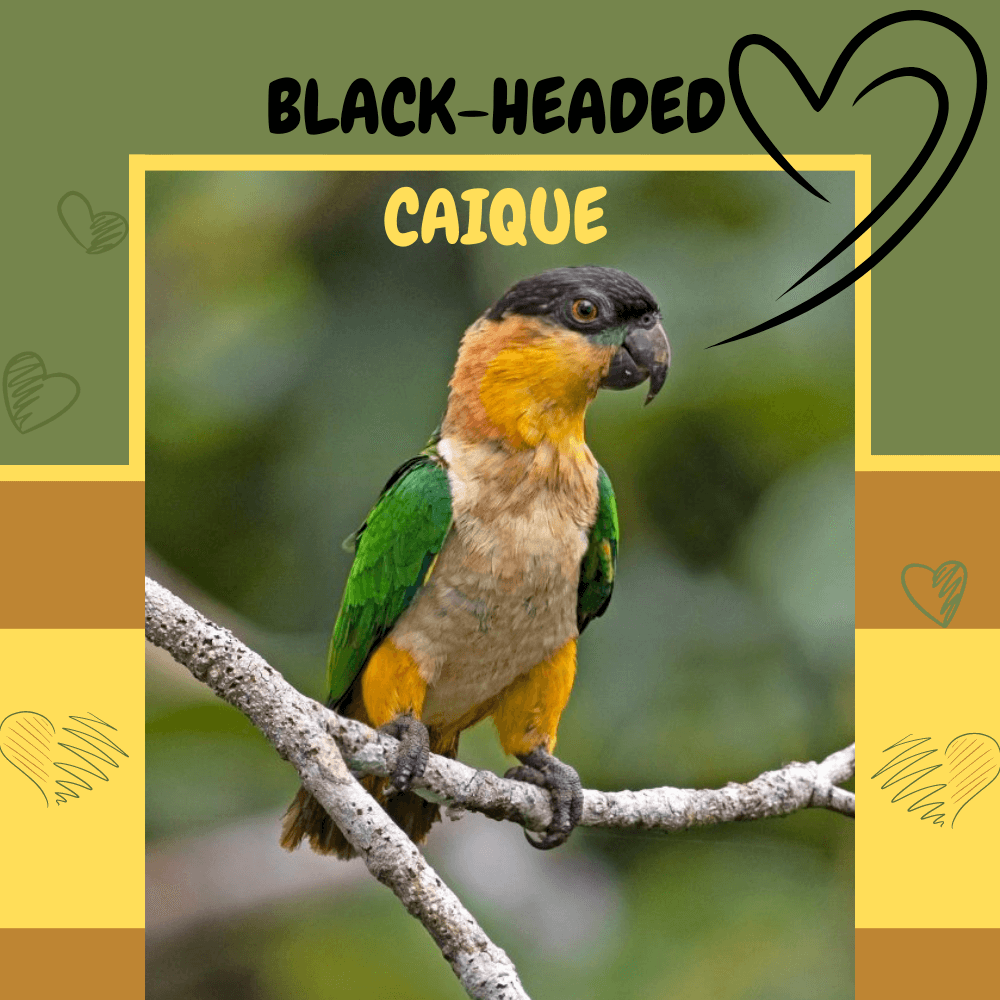 black-headed caique