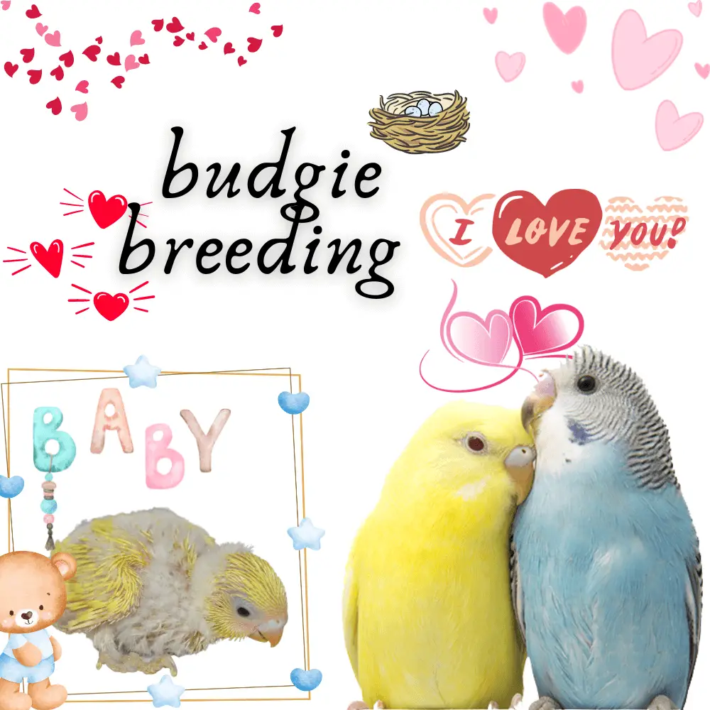 budgie breeding season