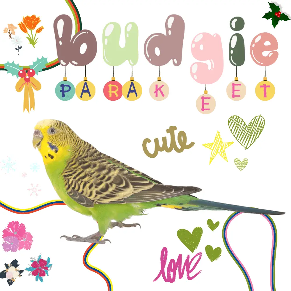 budgie