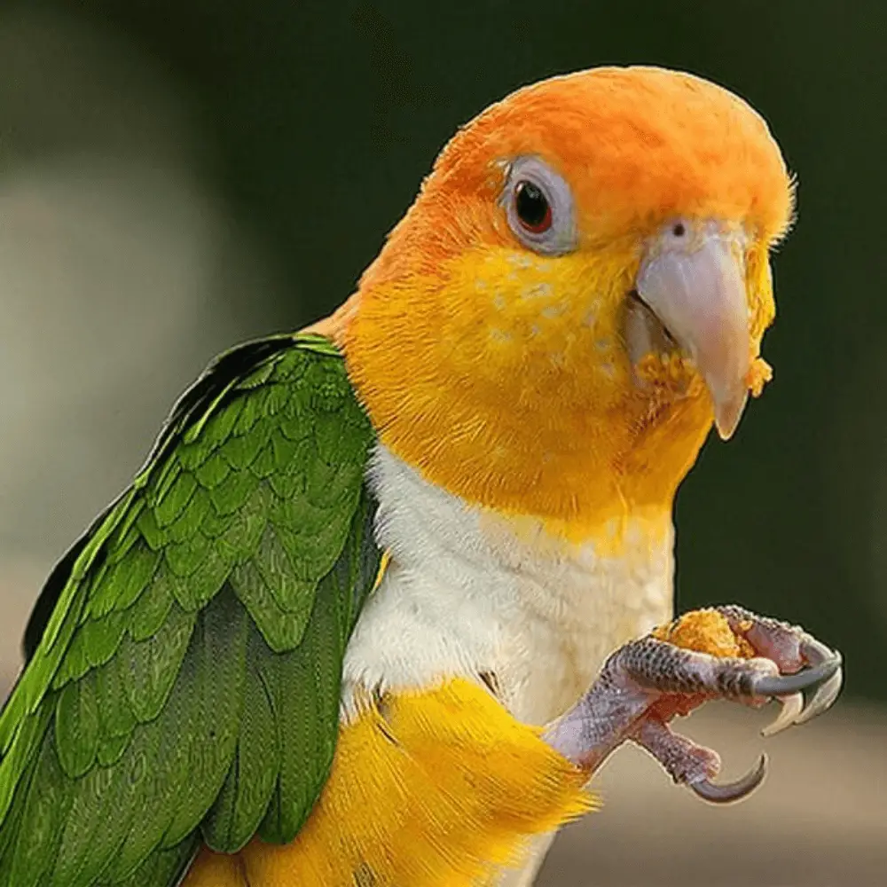 caïque parrot