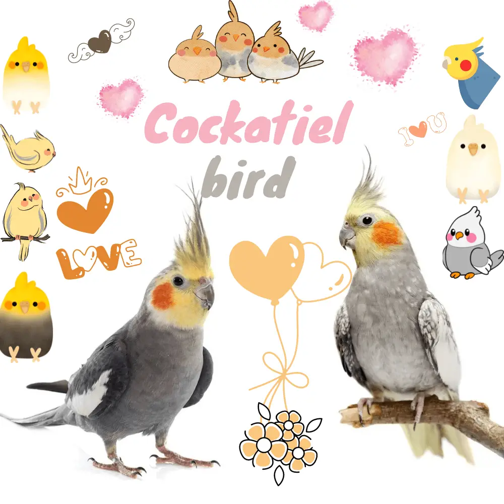 cockatiel bird