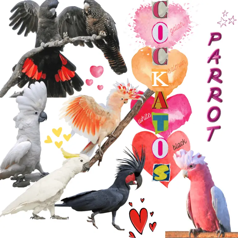 Talking parrot How do parrot talk Why do parrot talk