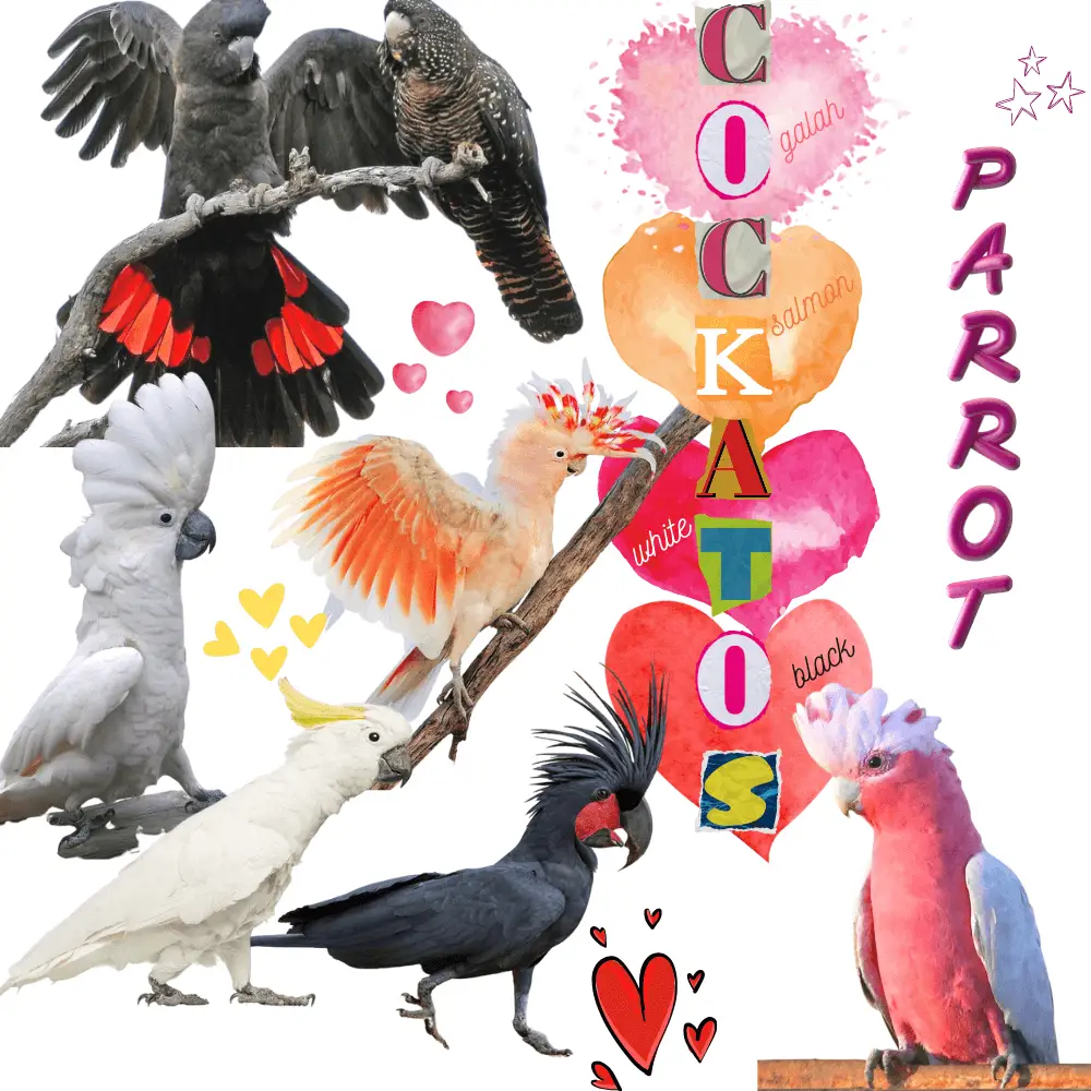 cockatoo