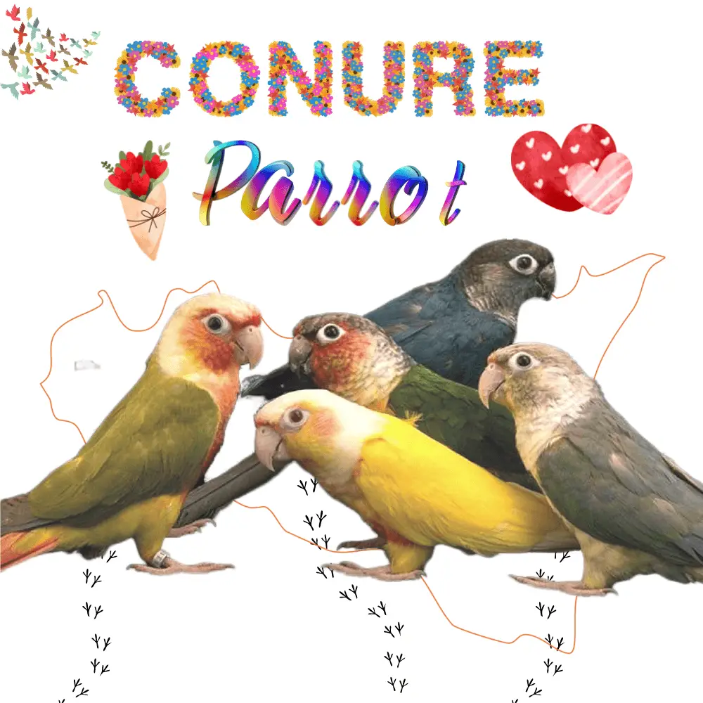 conure