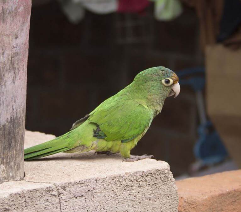 half moon conure lifespan