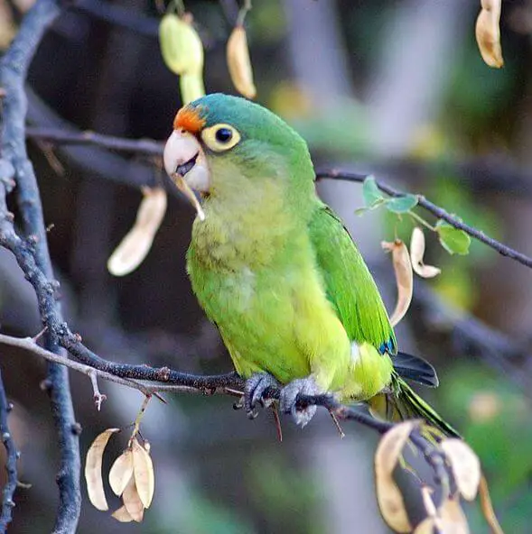 half moon conure personality