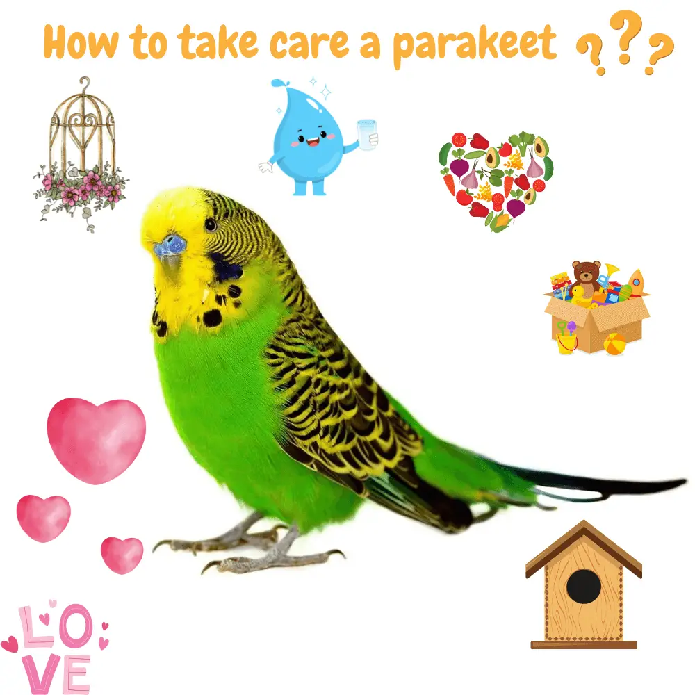 how to take care a parakeet