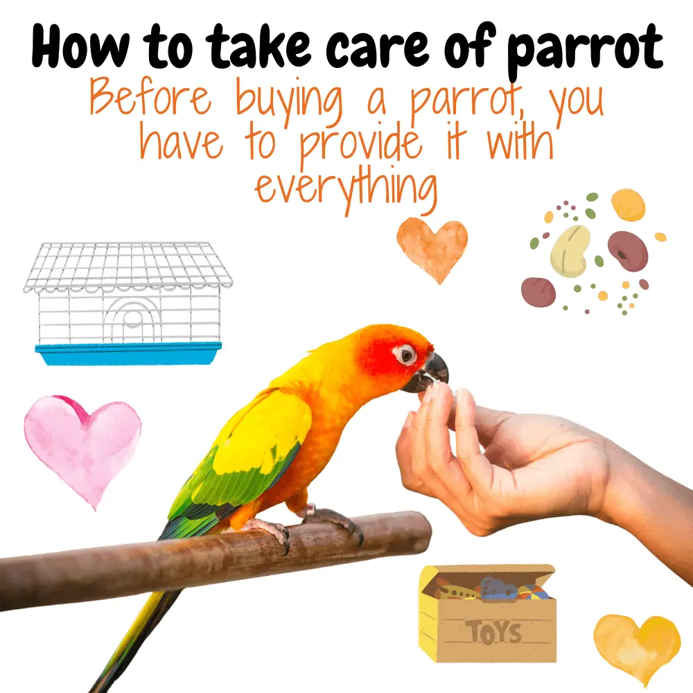 how to take care of parrot