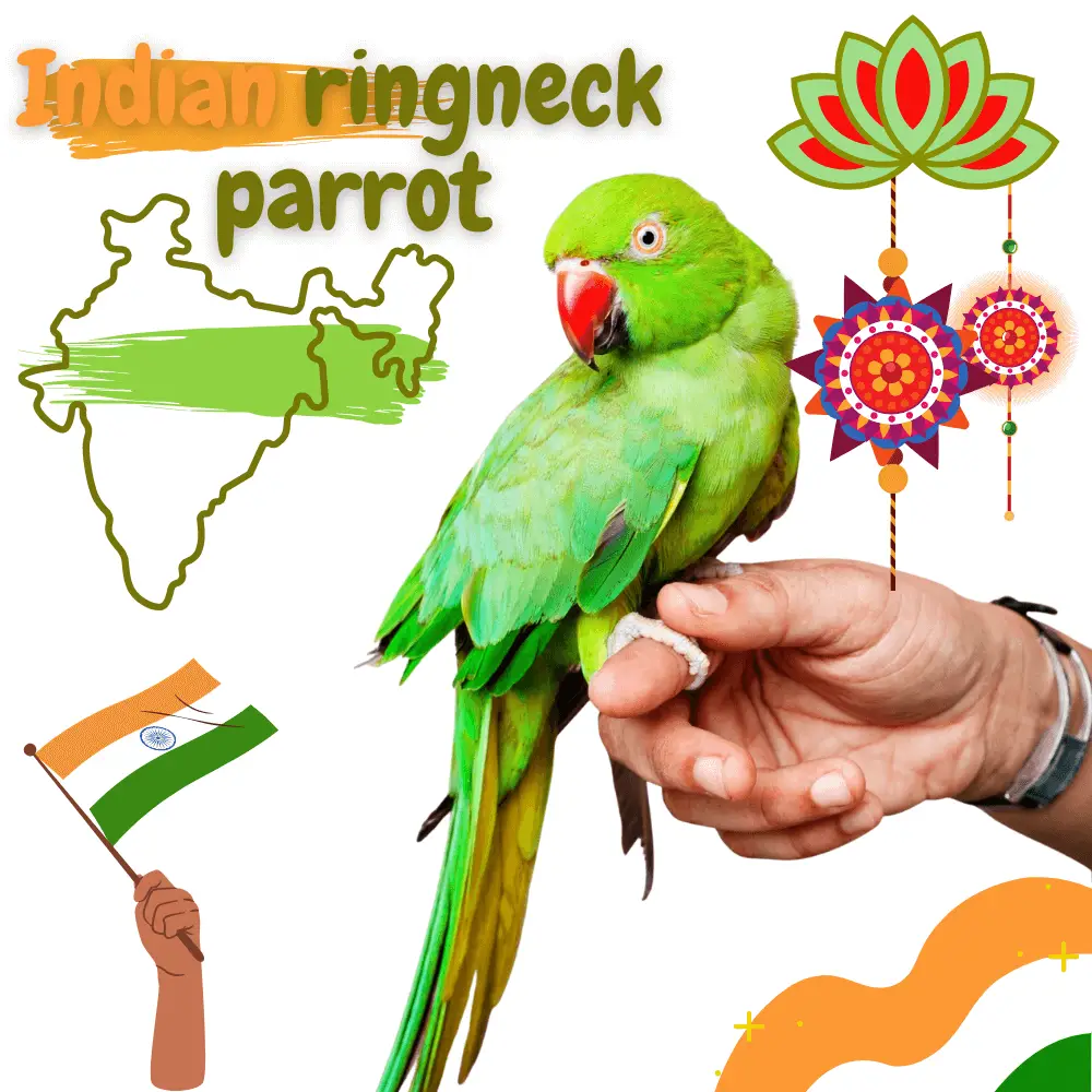 indian ringneck parrot