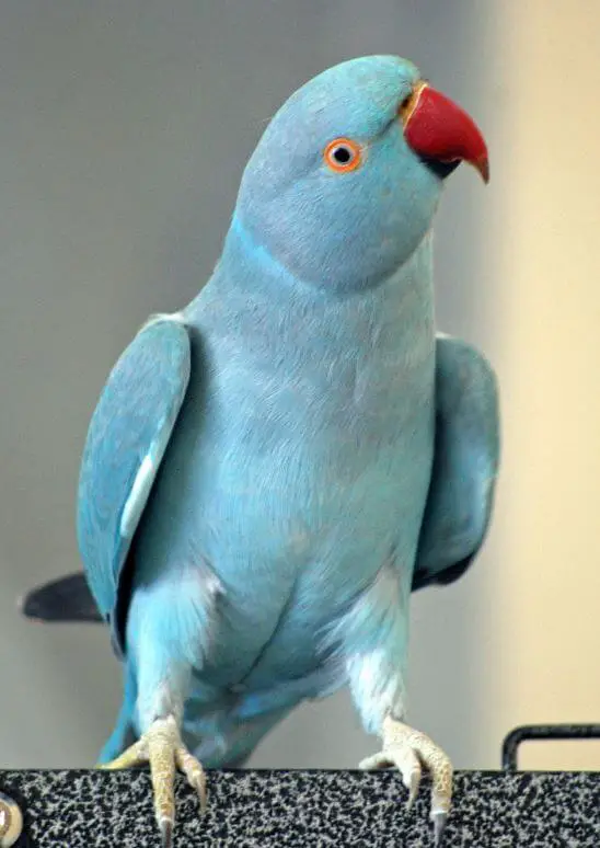 indian ringnek parrot