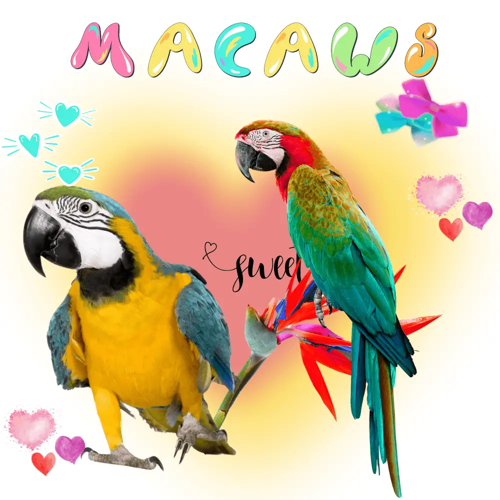 macaws