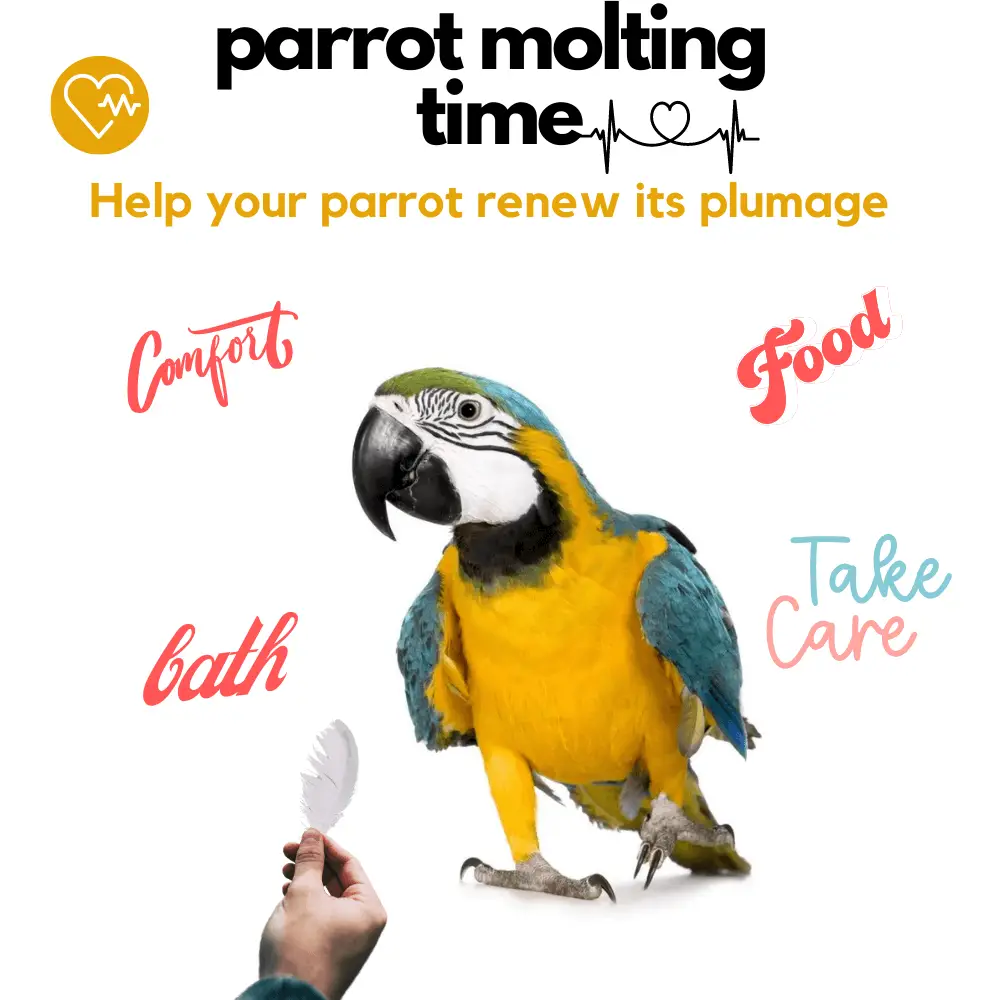 molting parrots