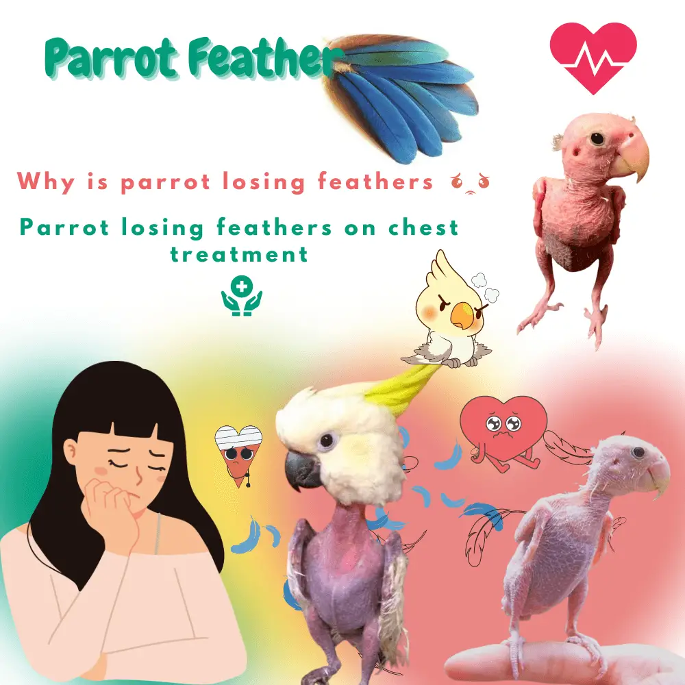 parrot feather