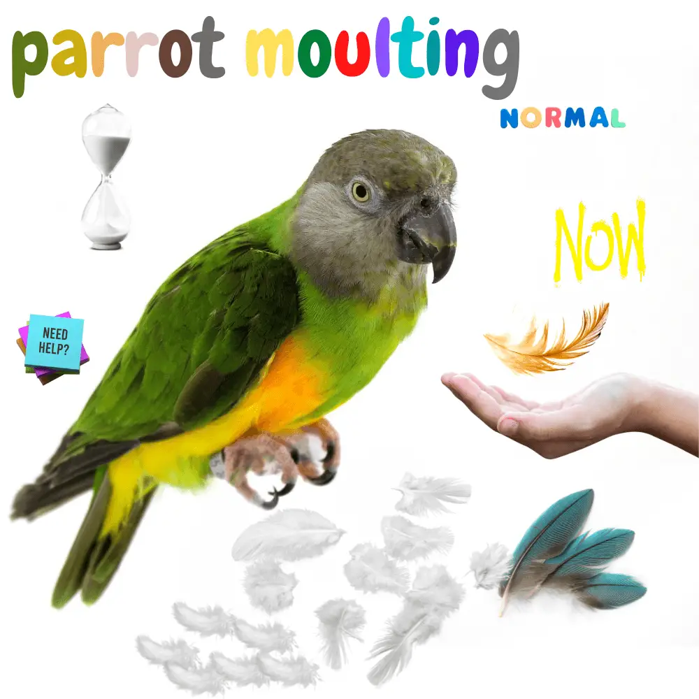 parrot moulting
