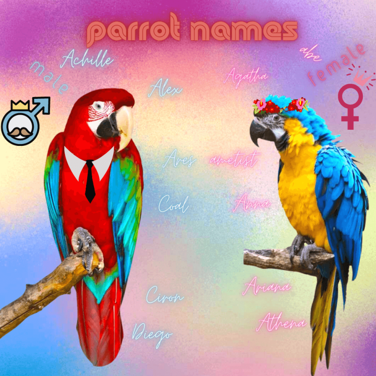 parrot-name-green-cheek-beautiful-names-for-male-and-female-parrots