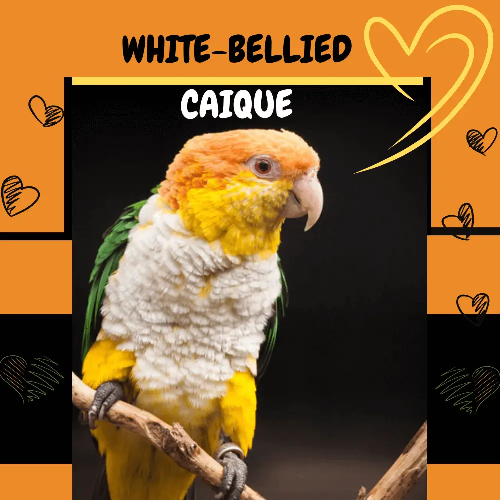 white-bellied caique