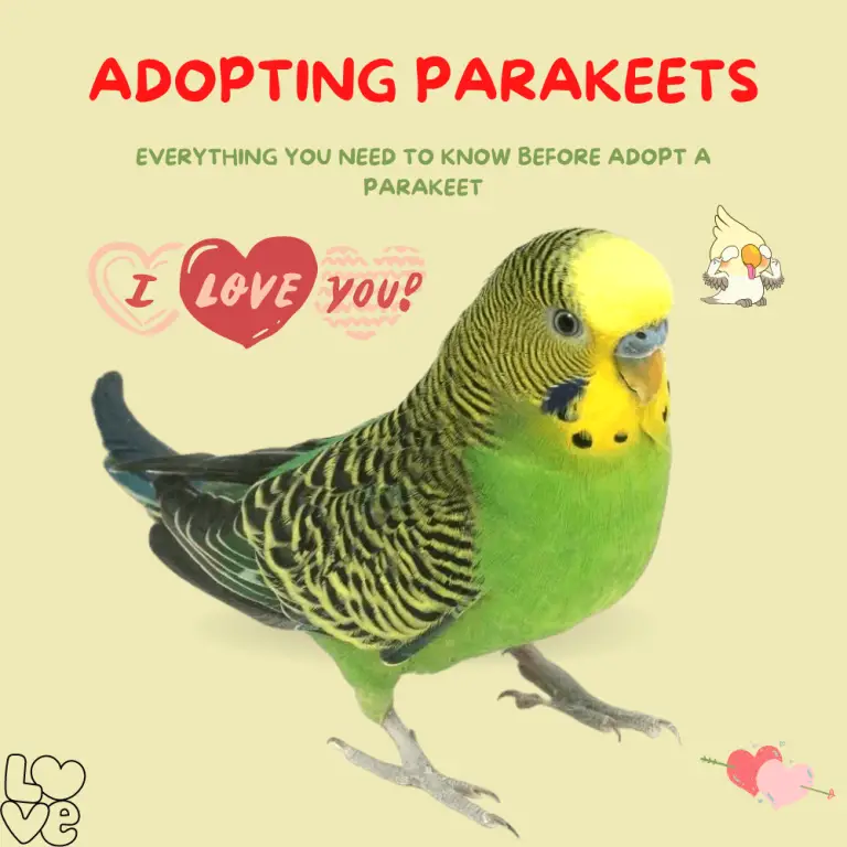 Depressed parrot Depression in Parrots Causes, Symptoms