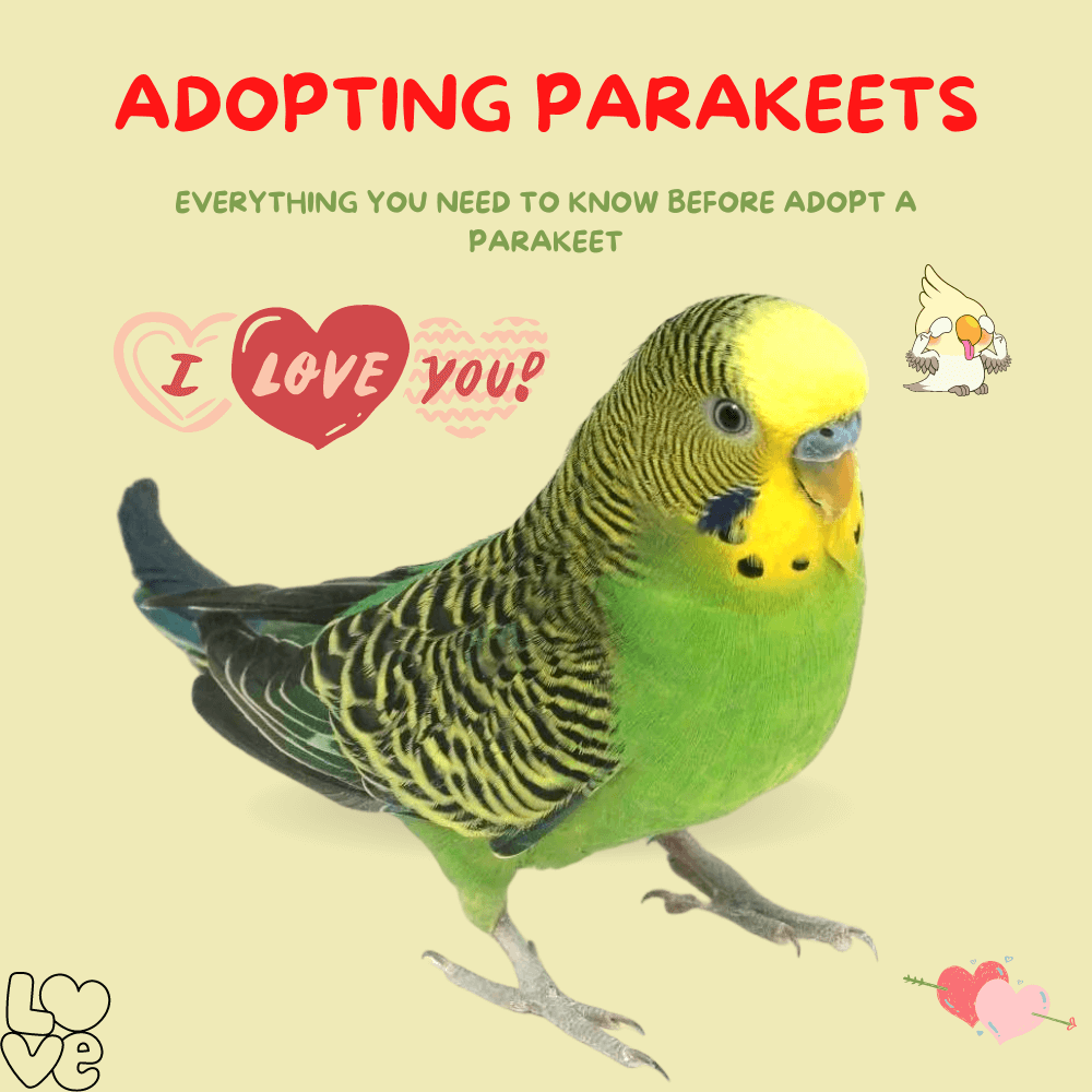Adopting parakeets