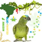 Blue-fronted amazon