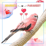 Bourke's parakeet