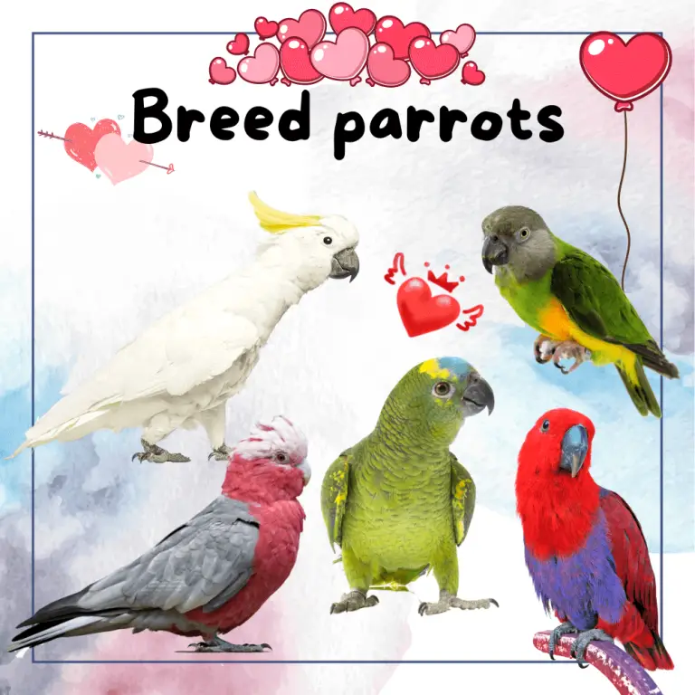 Parrot Adoption - What You Need To Know Before Adopting Parrot