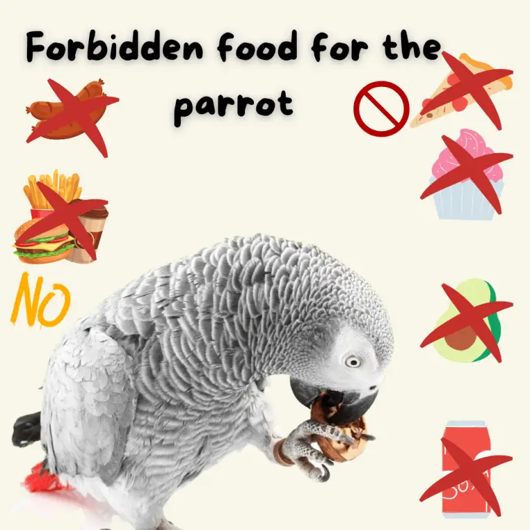 Foods for parrots What should I do if my parrot eats a prohibited food?