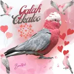 Galah cockatoo