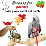 Harness for parrots