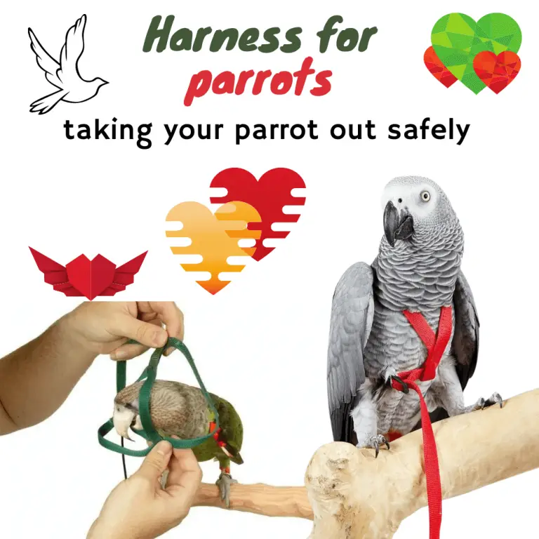 Harness for parrots What are the different types of harnesses