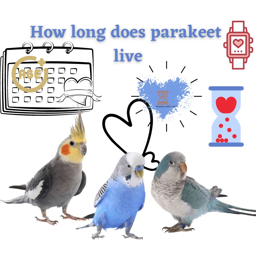 How long does parakeet live