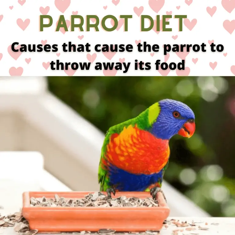 Parrot diet Causes that cause the parrot to throw away its food