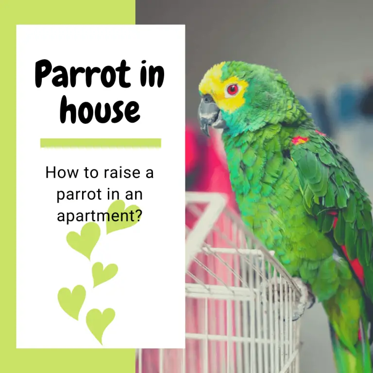 Parrot in house How to raise a parrot in an apartment?