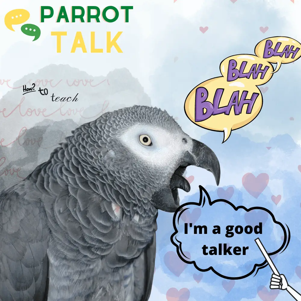 Parrot talk - How to teach parrots to talk | Talking with parrot